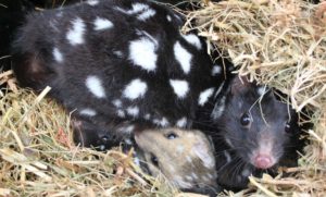 Eastern quolls in a nest