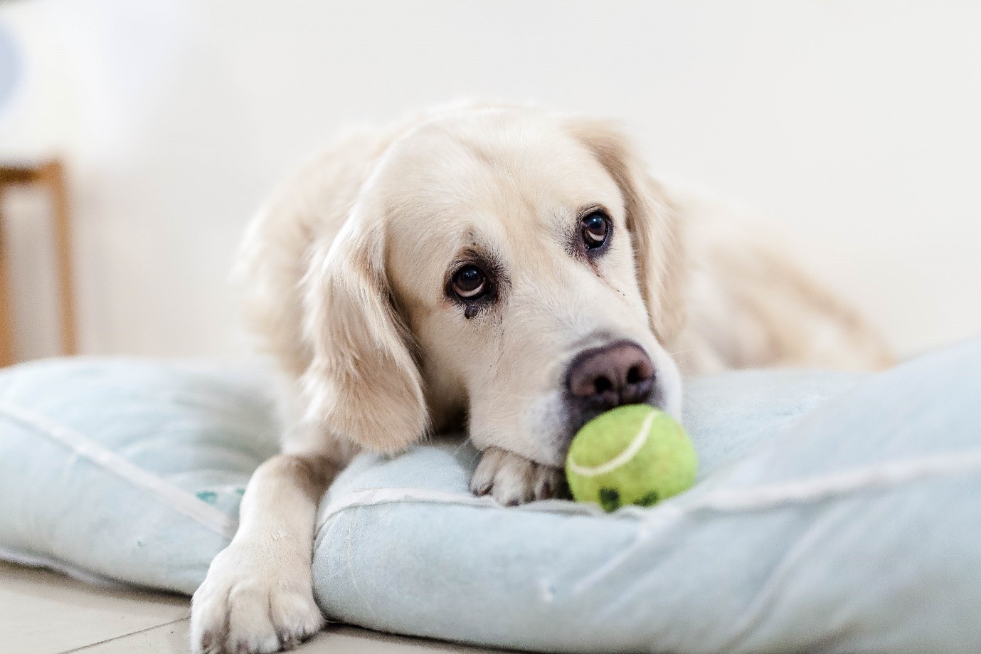 Sweet dog holding tennis ball 