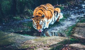 Tiger lapping up water on world wildlife day