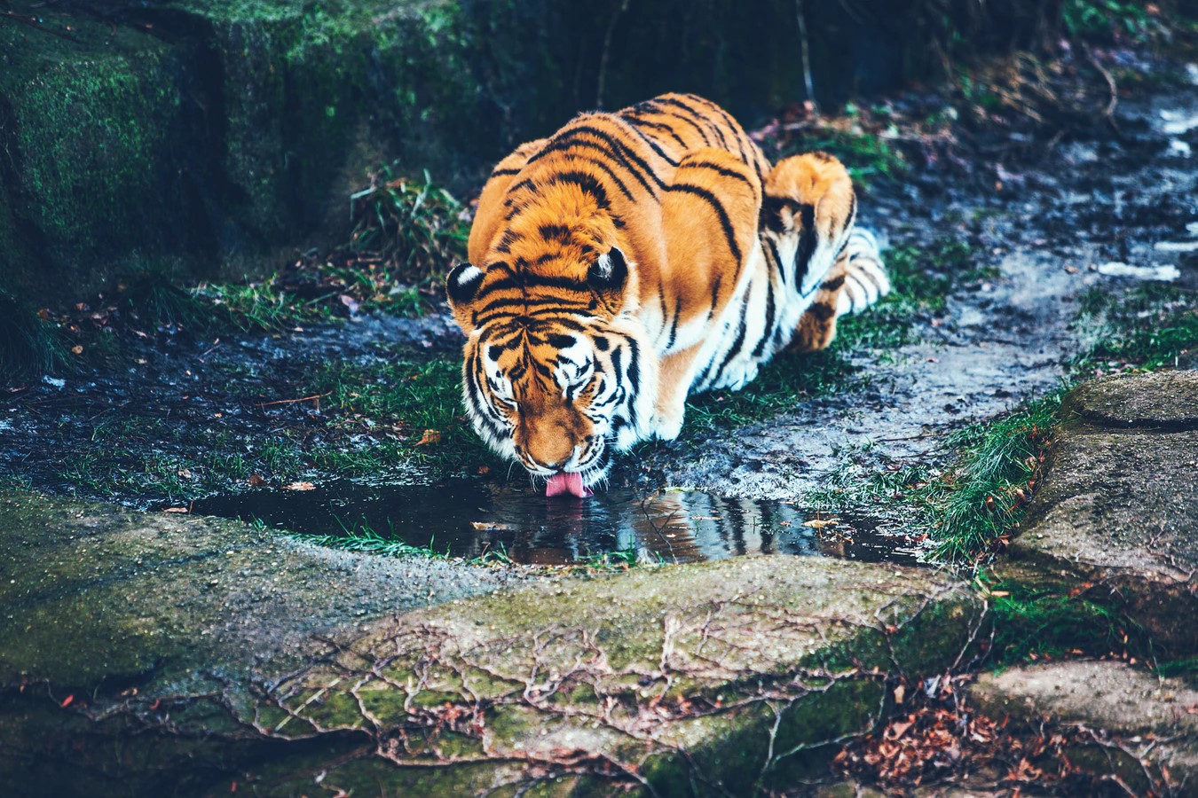 Tiger lapping up water on world wildlife day