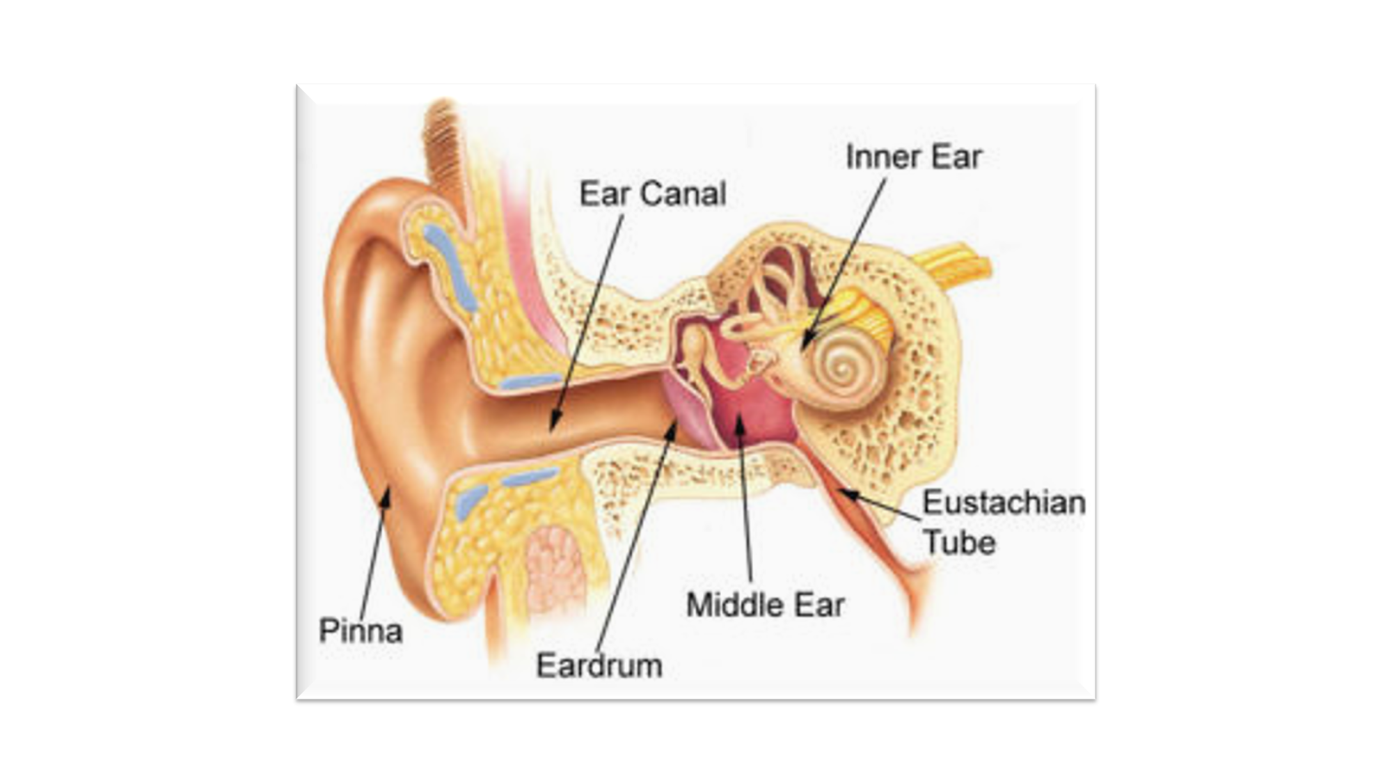 Закладывает уши по утрам. Среднего уха. Патологии среднего уха. Поражение среднего уха.